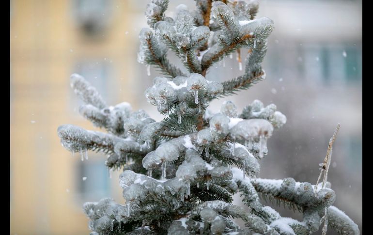 Gruesas capas de hielo cubrieron árboles, vehículos, calles y cables de electricidad, muchos de los cuales cedieron bajo el peso. AP/A. Khitrov