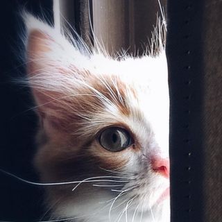 Ventajas de tener un gato como animal de compañía