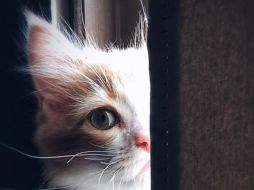 Tener una mascota, en especial un gato, es beneficioso para la salud física de los humanos. ESPECIAL / PEXELS / Henda Watani