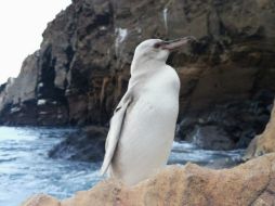 El pingüino de Galápagos es una de las variedades más pequeñas del mundo. TWITTER/@parquegalapagos