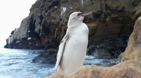 El pingüino de Galápagos es una de las variedades más pequeñas del mundo. TWITTER/@parquegalapagos