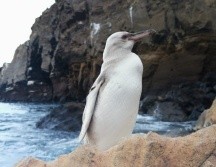 El pingüino de Galápagos es una de las variedades más pequeñas del mundo. TWITTER/@parquegalapagos