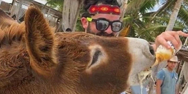 "&iquest;Te est&aacute; gustando, flaco?": as&iacute; embriagan a un burro en Tulum