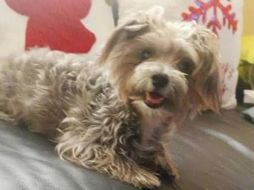 La mascota fue vista por última vez en el fraccionamiento Las Quintas. ESPECIAL