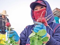 El avance del empleo de los trabajadores mexicanos inmigrantes ha fortalecido la masa salarial que obtienen en Estados Unidos. NTX/ARCHIVO