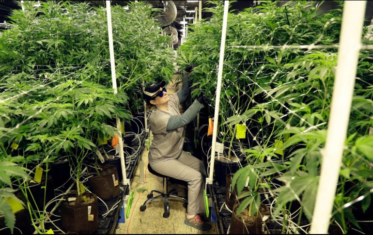 Alrededor de 50 países han puesto en marcha programas de marihuana medicinal y esta decisión de la ONU impulsará ese tipo de políticas. AP/ARCHIVO