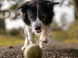 Si sales de casa puedes organizar un picnic con tu mascota, si te quedas en casa entonces un spa podría ser lo ideal. ESPECIAL / PEXELS