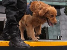 Con el apoyo de un binomio canino, autoridades hallaron bolsas del precursor químico. EFE/ARCHIVO