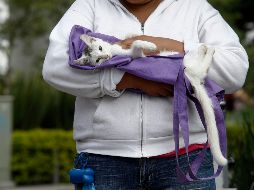 Los investigadores concluyeron que los humanos, seguidos por los hurones, y en menor medida por gatos, civetas y perros, son los animales más susceptibles a la infección por coronavirus. EL INFORMADOR / ARCHIVO