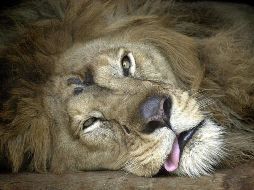 Los leones recibieron un 