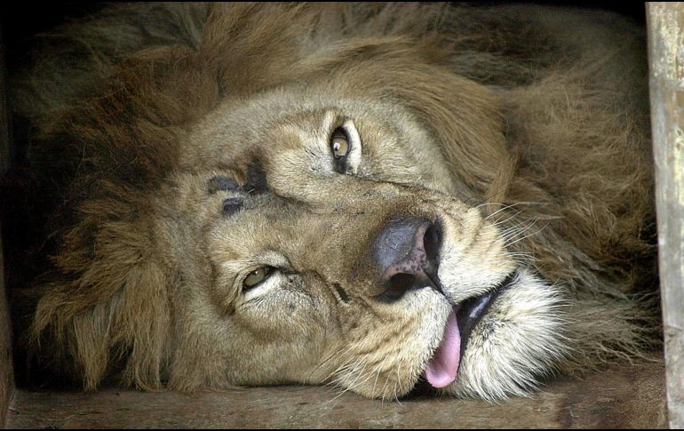 Los leones recibieron un 