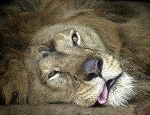 Los leones recibieron un 
