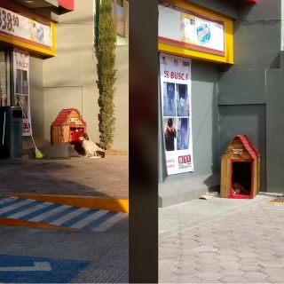 Perrito es adoptado por tienda de conveniencia y "celebra" la Navidad