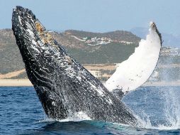 INVITADAS. Las ballenas regresan a las aguas de nuestro país. CORTESÍA • SOLMAR