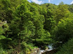 El Gobierno reconoció “que existe una acelerada pérdida global de la biodiversidad”, que se ha visto exacerbada por la pandemia ocasionada por el COVID-19. EL INFORMADOR/ARCHIVO