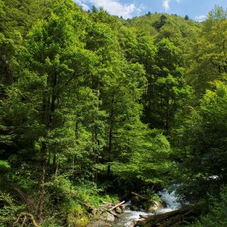 Impulsan la conservación de 30% del planeta
