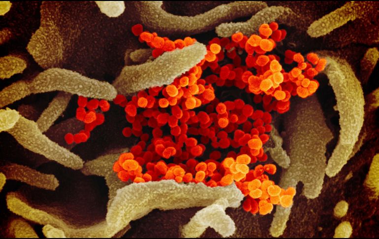 Todavía se desconoce hasta qué punto el incremento de contagios en todas las franjas de edad se debe a la nueva cepa del coronavirus. AP/NIH/ARCHIVO
