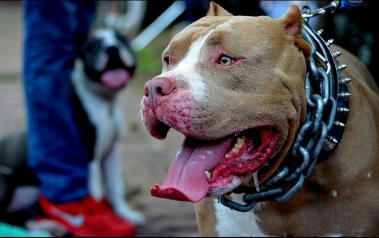 El animal fue trasladado para su resguardo, mientras que los oficiales informaron del hecho al Ministerio Público. EL INFORMADOR/ARCHIVO