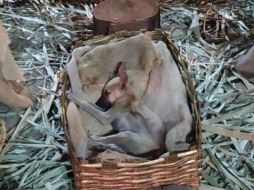 La imagen del cachorro durmiendo en el pesebre generó reacciones de ternura. ESPECIAL