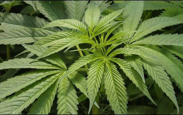 La iniciativa sobre la marihuana aprobada en el Senado crea el Instituto Mexicano de Regulación y Control de Cannabis. EFE/ARCHIVO