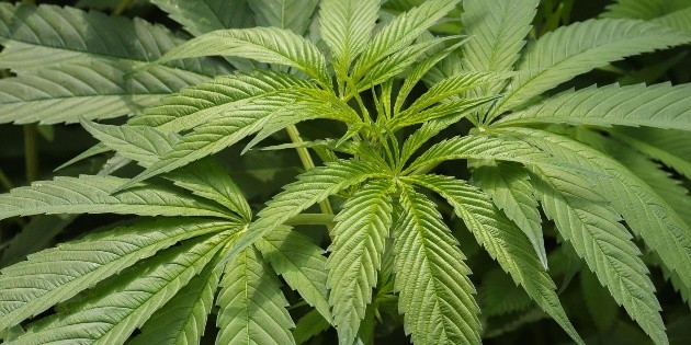 Legalizaci&oacute;n de la marihuana: Empresas forman Consejo Cann&aacute;bico Nacional
