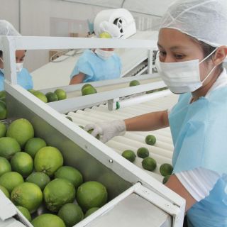 Estiman caída del 20 por ciento del sector exportador de Jalisco