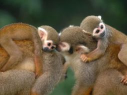 La muerte de los monos ocurrió el 2 de febrero del 2019 en el centro de investigación Ames, en California. AP / ARCHVO