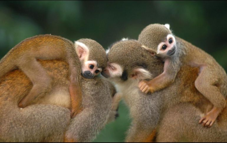 La muerte de los monos ocurrió el 2 de febrero del 2019 en el centro de investigación Ames, en California. AP / ARCHVO
