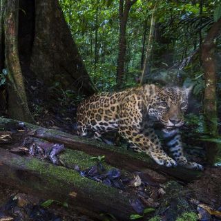 Conoce las seis especies de felinos que habitan en México