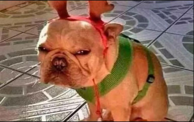 Algunos memes bromean con la situación sanitaria. ESPECIAL