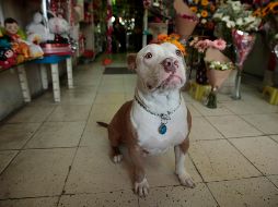 Los animales muchas veces se estresan con los fuegos artificiales que pueden presentar vómito o diarrea. EL INFORMADOR / ARCHIVO