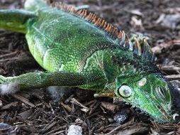 Las iguanas son de sangre fría, se vuelven inmóviles cuando las temperaturas bajan y pueden caer de los árboles, pero no están muertas. AP / J. CAVARETTA