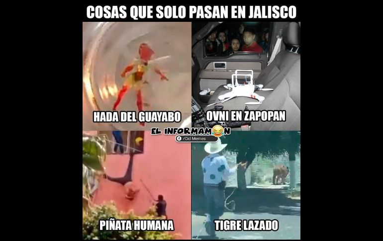 En mayo de 2020, fue captado un tigre sobre la carretera a Chapala al cruce con avenida Las Rosas, en Tlaquepaque y aquí se hizo presente el humor de los memes.