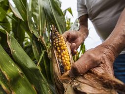 El maíz es un ingrediente básico en la dieta mexicana. EL INFORMADOR/Archivo