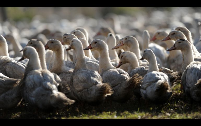 Se tiene previsto sacrificar a 400 mil patos más ante brotes de gripe aviar en Francia. AFP/ARCHIVO