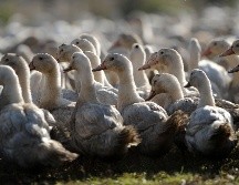 Se tiene previsto sacrificar a 400 mil patos más ante brotes de gripe aviar en Francia. AFP/ARCHIVO