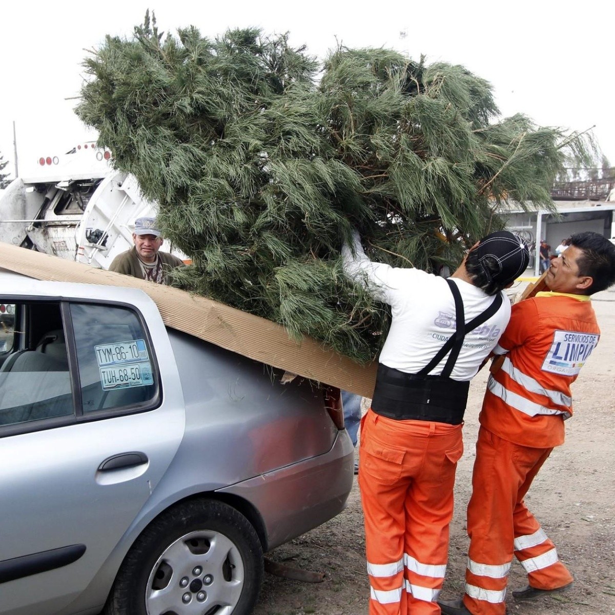 Cómo reciclar el árbol de Navidad natural en Guadalajara y Zapopan? | El  Informador