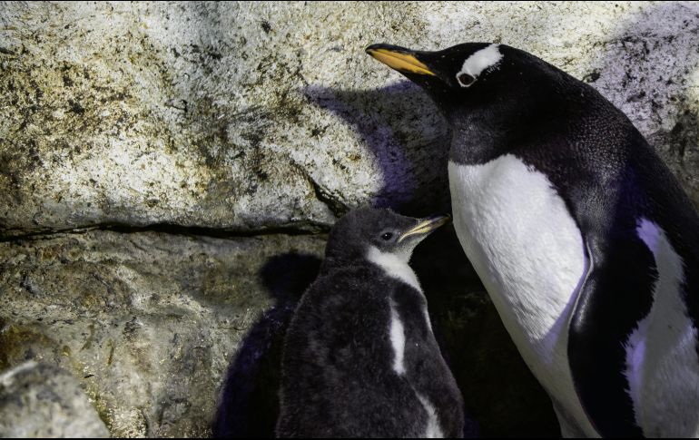 FAMILIA. “Alex” se encuentra bajo la atención de sus papás, “Mary” y “Beto”. CORTESÍA• ACUARIO INBURSA