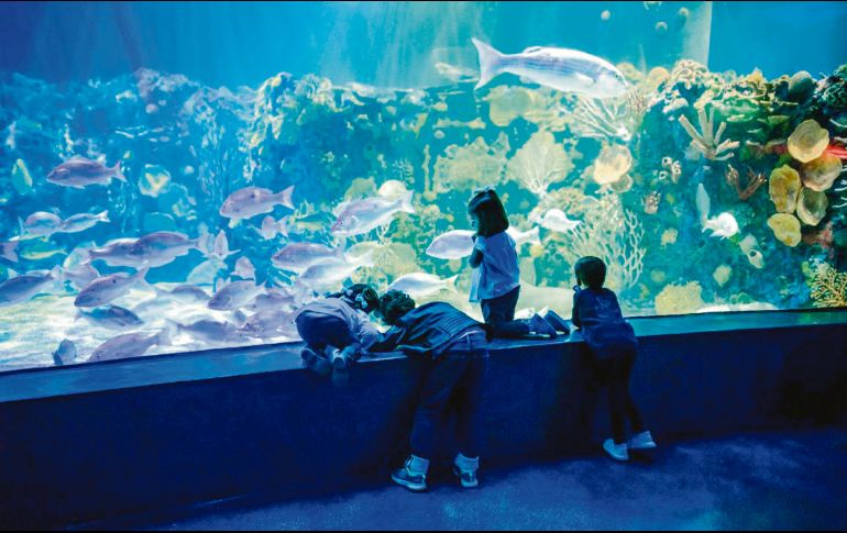 Instalaciones. El Acuario Inbursa resguarda a cientos de especies marinas. CORTESÍA