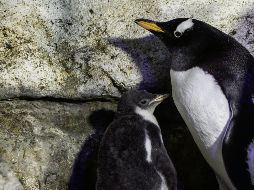 FAMILIA. “Alex” se encuentra bajo la atención de sus papás, “Mary” y “Beto”. CORTESÍA• ACUARIO INBURSA