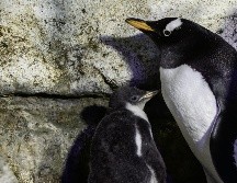 FAMILIA. “Alex” se encuentra bajo la atención de sus papás, “Mary” y “Beto”. CORTESÍA• ACUARIO INBURSA