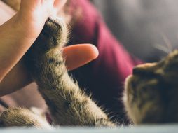 Conoce algunas sugerencias de propósitos de año nuevo que pueden beneficiar a nuestras mascotas. ESPECIAL / PEXELS