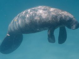 Viral: Marcan a manatí con la palabra Trump en su espalda y causan indignación