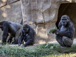 El zoológico ha estado cerrado al público desde el 6 de diciembre como parte de las medidas de confinamiento implementadas para reducir los contagios. EFE / ESPECIAL