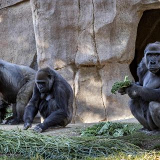 Coronavirus: Gorilas del zoológico de San Diego dan positivo al virus