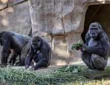 El zoológico ha estado cerrado al público desde el 6 de diciembre como parte de las medidas de confinamiento implementadas para reducir los contagios. EFE / ESPECIAL