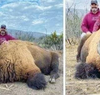 Viral Indigna En Redes Supuesta Caza De Bisonte En Coahuila El Informador