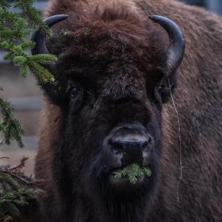 No hay permisos para cazar bisontes en Coahuila: Semarnat