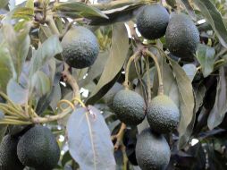 Actualmente, Michoacán es el único estado con certificación para exportar aguacates a Estados Unidos. NTX/ARCHIVO