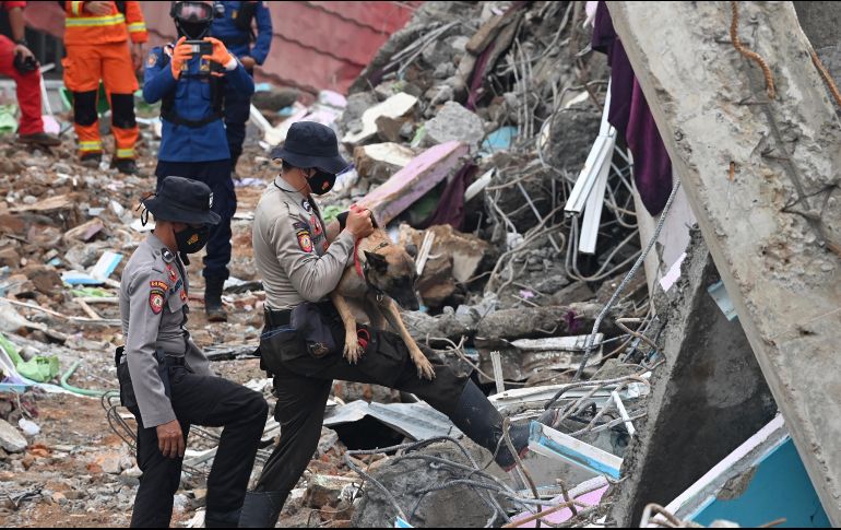 Policías y un perro entrenado buscan hoy sobrevivientes en un hospital colapsado en Mamuju, la ciudad más afectada por el sismo. AFP/A. Berry